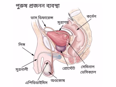 পুরুষের যৌন স্বাস্থ্য ও পুরুষালী সমস্যার হোমিওপ্যাথিক চিকিৎসা